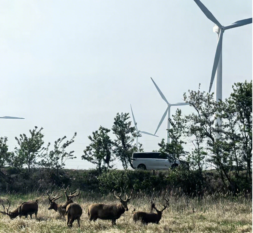 The Impact of New Energy Development on the Bearing Bush Industry